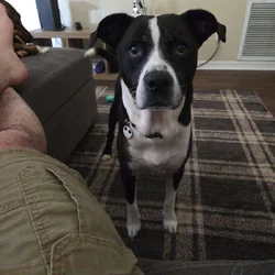 Loving Rescue