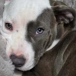 4 month beautiful American Staff Terrier