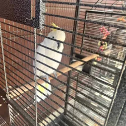 BEAUTIFUL COCKATOO