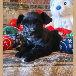 Miniature Schnauzer