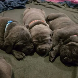 Cane Corso Puppies