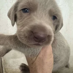 Weimaraner Puppies