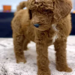 Male Goldendoodle 7 weeks