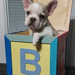 French bulldog male