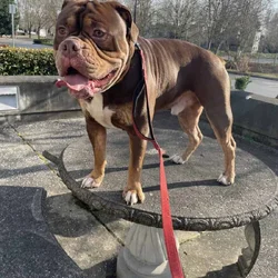 Rockey is a 1 year old olde English bulldog