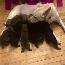 Belgian Malinios Puppies