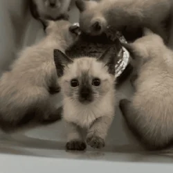 Rehoming Siamese Kittens