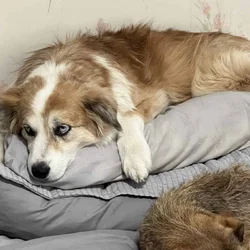 Sweet Female Aussie Looking for Her Person