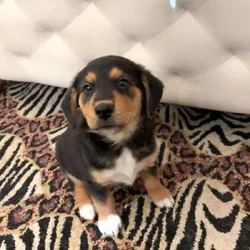 Cowboy corgi