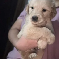 Golden retriever