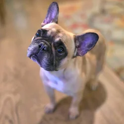 Rehoming a 5 year old spayed french bulldog female