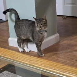 Two Tabby Sisters Looking For A Forever Home