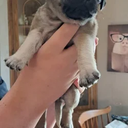 Pug puppies