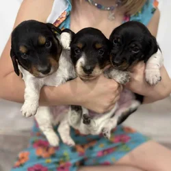 Purebred Miniature Dachshund puppies