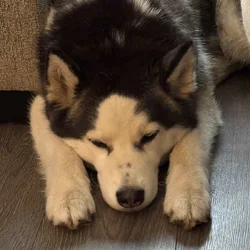 Siberian Husky mix