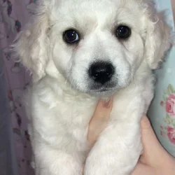 Rehoming Maltipoo, Clara