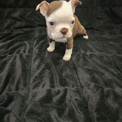 Boston Terrier female puppy