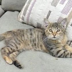 Looking for safe, new home!