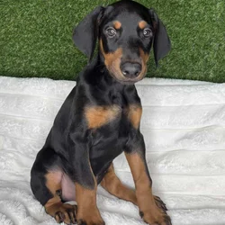 Doberman available