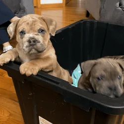 Merle mastiff cane corso puppys