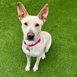 Sage to find a loving and active family or owner