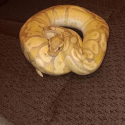 Banana Ball Python