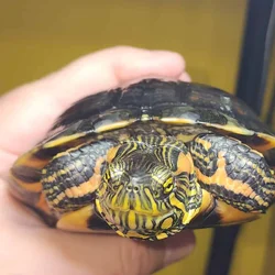 D'orbigny's slider turtle