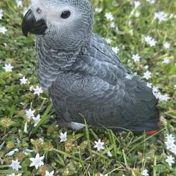 African Grey baby