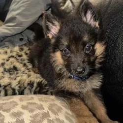 AKC German Shepherd puppies
