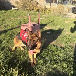 German Shepard Puppies