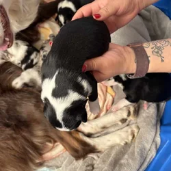 Australian Shepherd Puppies