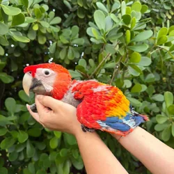 Scarlet Macaw babies