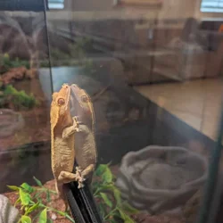 Crested and Leopard Geckos