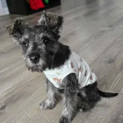Female schnauzer