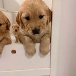 Golden retriever puppies