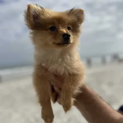 Pomeranian