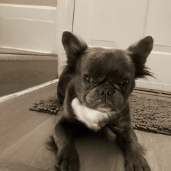 Fluffy frenchie