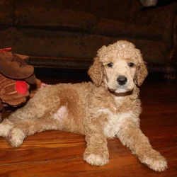 Standard poodle puppies