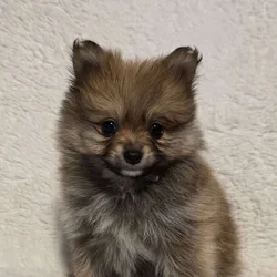 Pomeranian puppies