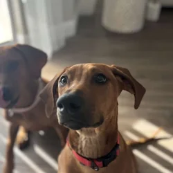 Rhodesian ridgeback 5 months old