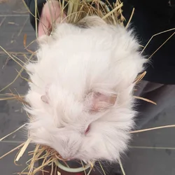 Adorable long haired baby guinea pigs