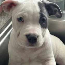 I have 3 XL American Bullies looking for a home