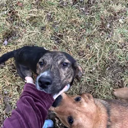 Puppies and young male dogs