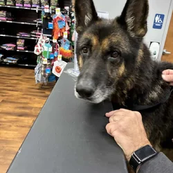 Male German Shepherd GSD looking for a new home
