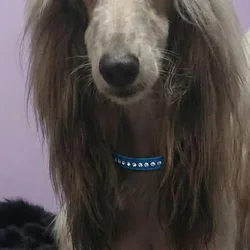 Afghan hound
