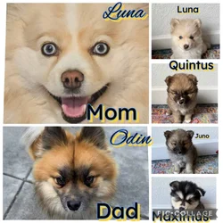 pomskys