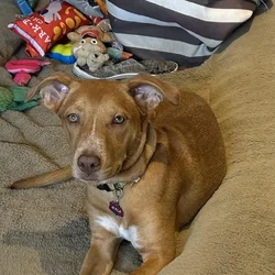 Need an urgent home for Nala