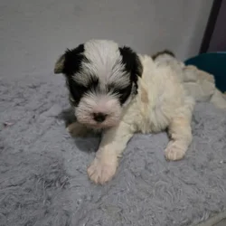 Morkie Female