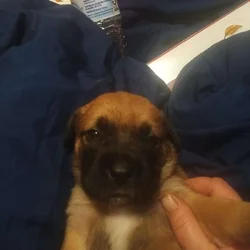 Puppy for a forever home
