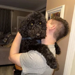 AKC Standard Poodle